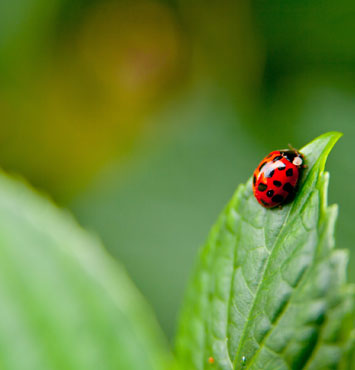 ladybug ladybug