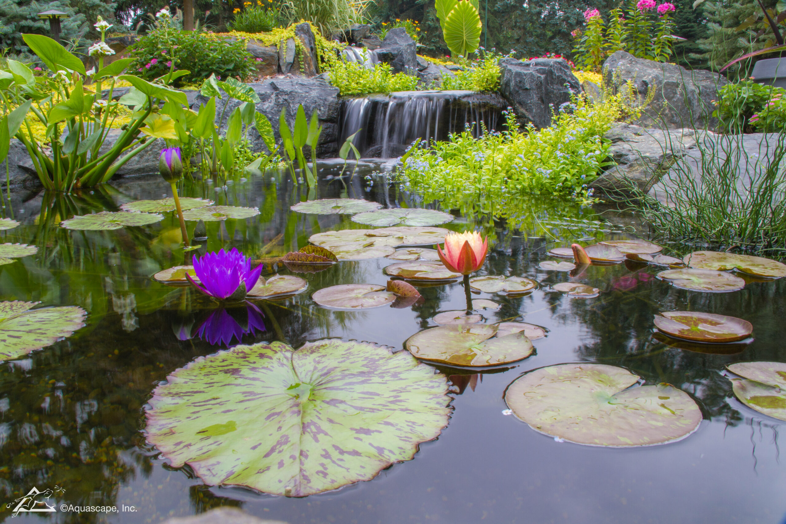 aquascape plant photo Exploratory water feature drain & clean service
